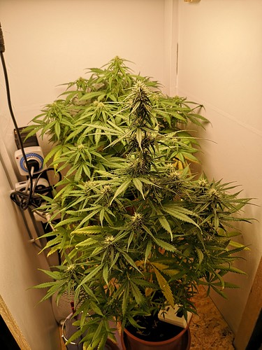 Growreport Bild 2