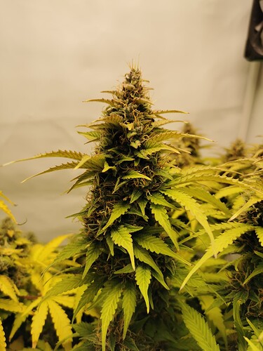 Growreport Bild 17