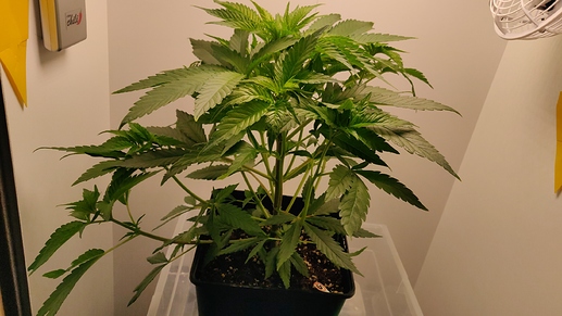 Growreport Bild 13