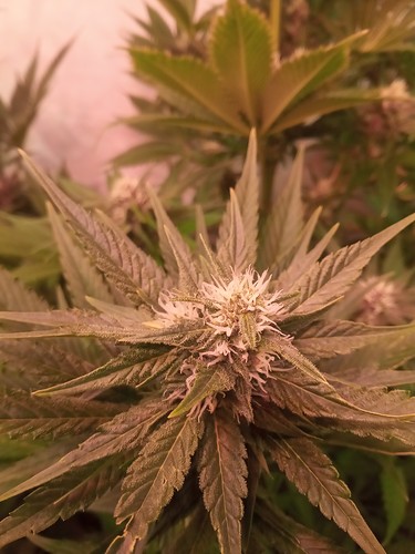 Growreport Bild 52