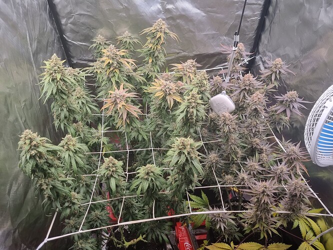 Growreport Bild 36