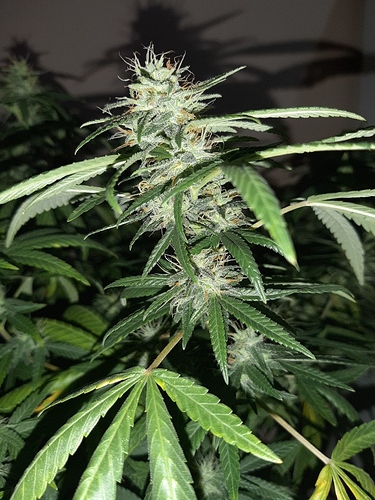 Growreport Bild 13