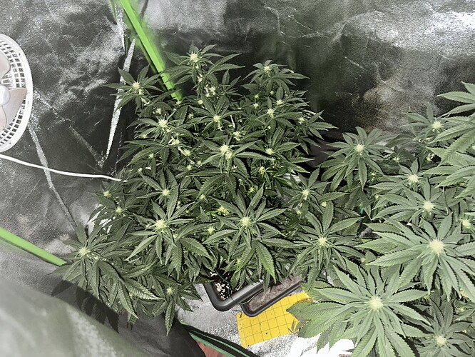 Growreport Bild 3