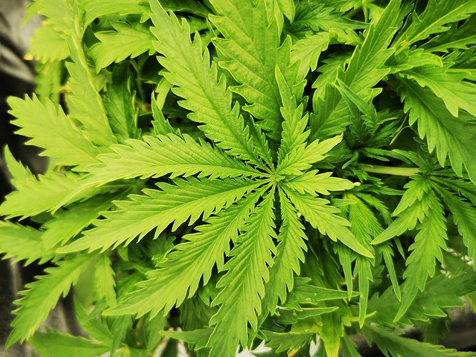Growreport Bild 7