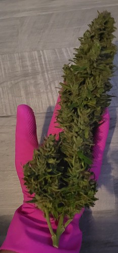 Growreport Bild 1