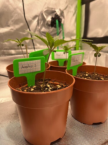 Growreport Bild 4