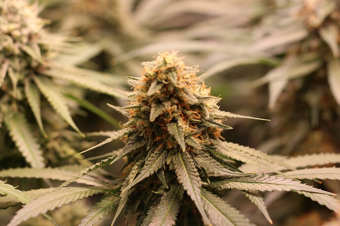Growreport Bild 8