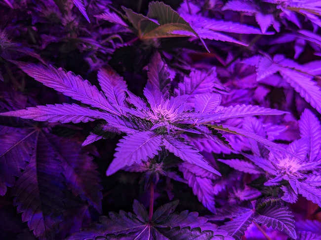 Growreport Bild 3
