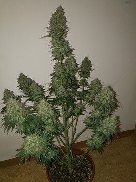 Growreport Bild 5