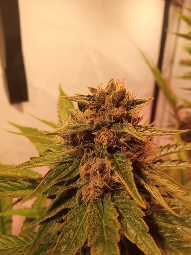 Growreport Bild 49