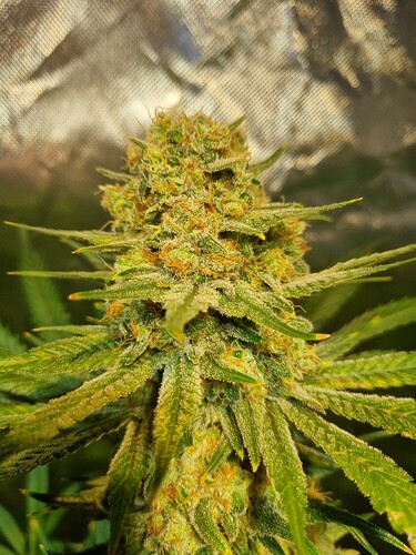 Growreport Bild 19