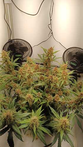 Growreport Bild 2