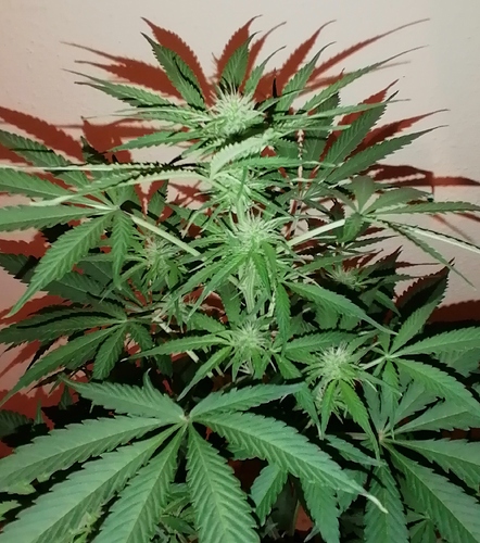 Growreport Bild 3