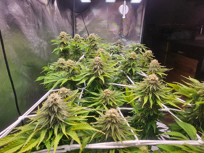 Growreport Bild 13