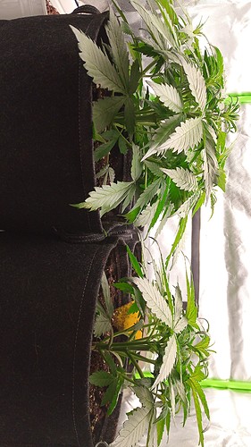 Growreport Bild 6