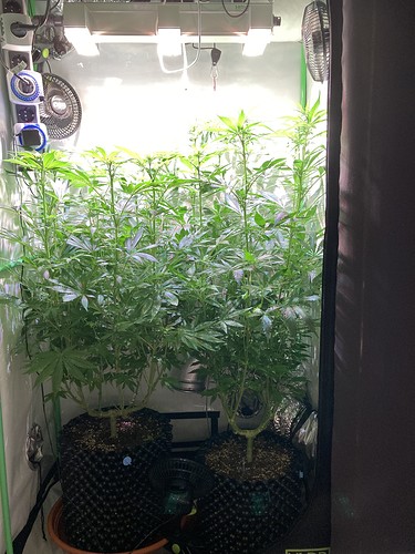 Growreport Bild 2
