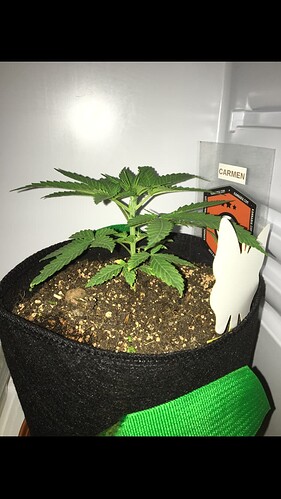 Growreport Bild 16