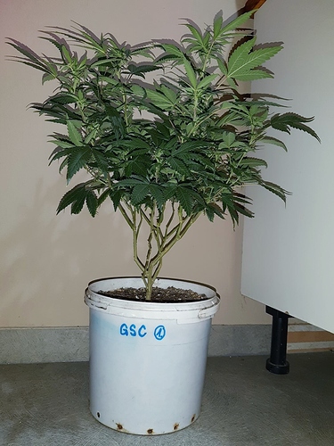 Growreport Bild 1