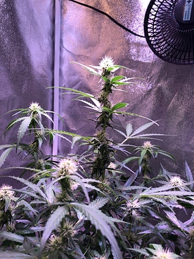 Growreport Bild 13