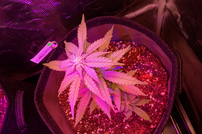 Eine junge Cannabispflanze in einem Stofftopf unter violettem und rotem LED-Licht. Ein kleines Etikett mit der Aufschrift "CARLOTTA" ist am Topf befestigt.