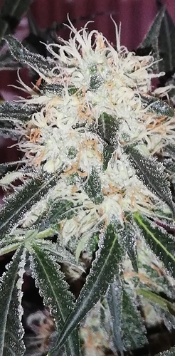 Growreport Bild 6