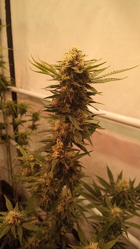 Growreport Bild 50