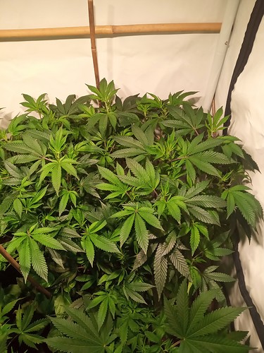 Growreport Bild 7