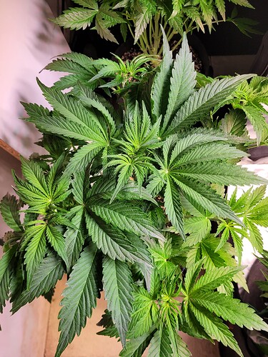 Growreport Bild 25