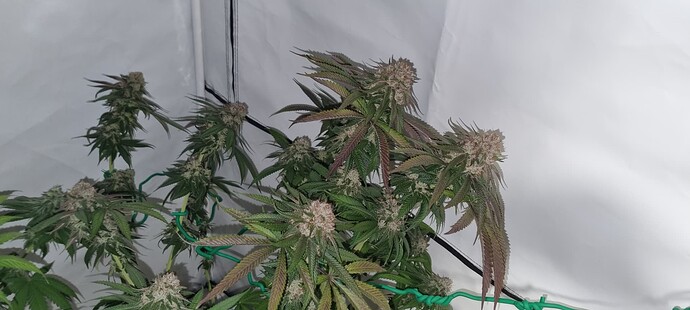 Growreport Bild 12