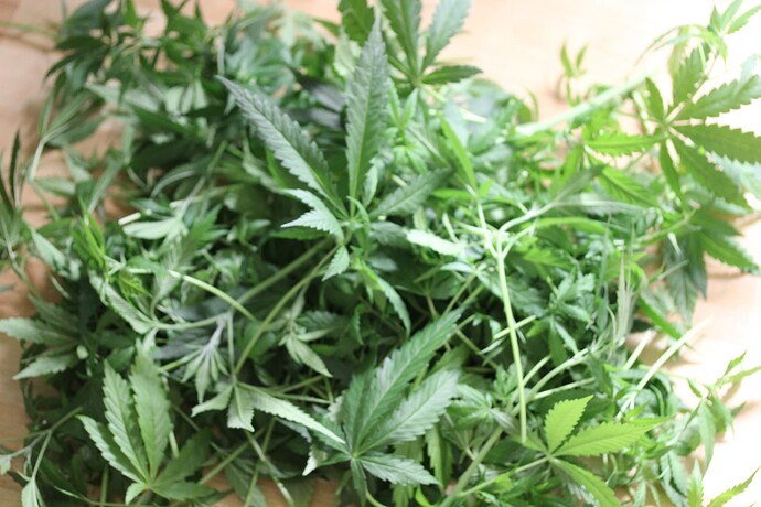 Growreport Bild 4