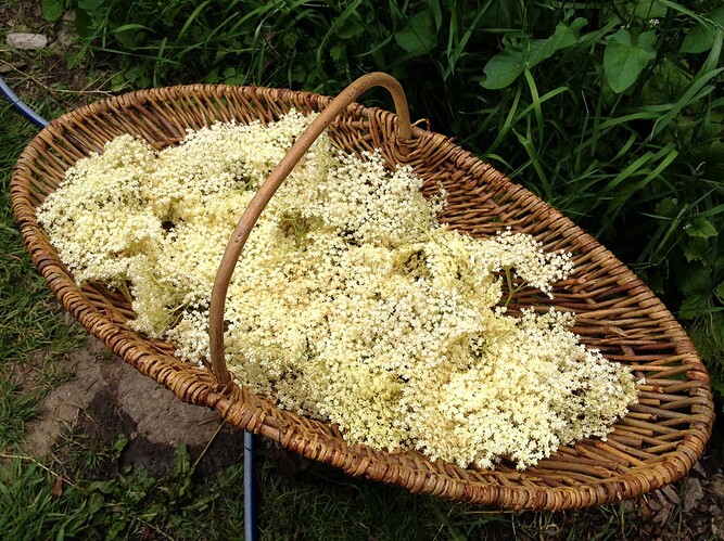 Holunderbluetenkorb_01