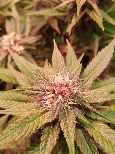 Growreport Bild 10