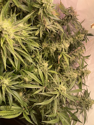 Growreport Bild 4