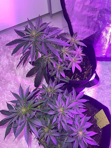 Growreport Bild 18