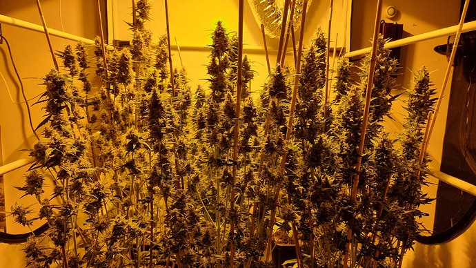 Growreport Bild 7