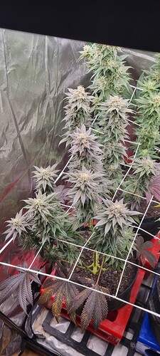 Growreport Bild 64