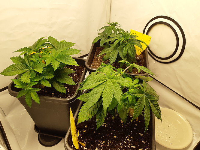 Growreport Bild 3
