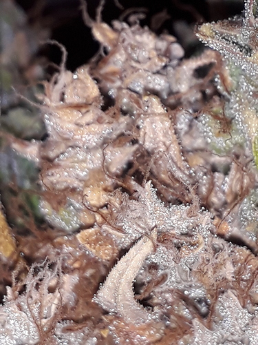 Growreport Bild 12
