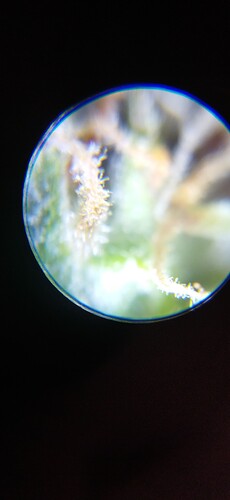 Growreport Bild 77