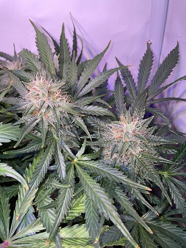 Growreport Bild 3