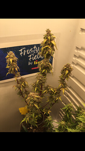 Growreport Bild 7