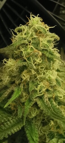 Growreport Bild 1