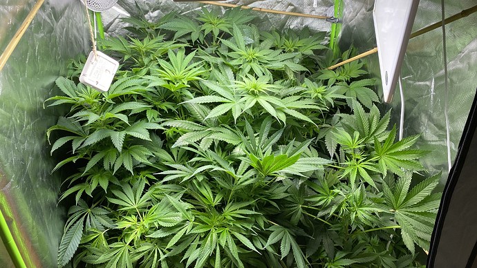 Growreport Bild 3