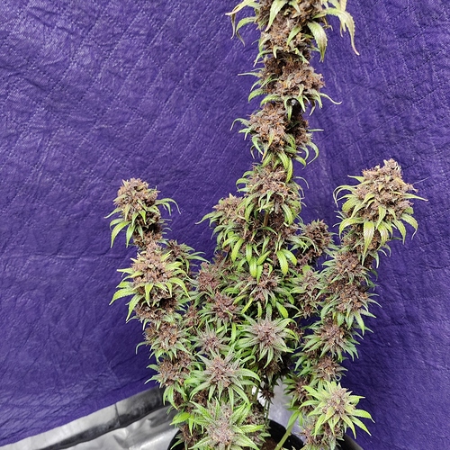 Growreport Bild 52