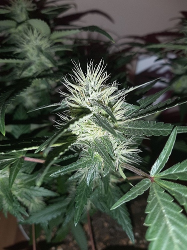 Growreport Bild 12