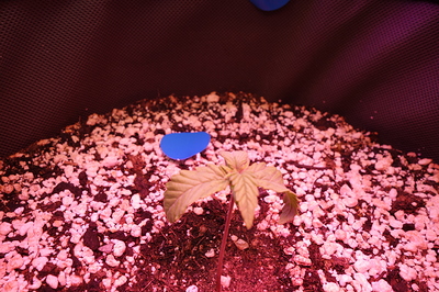 Ein junger Cannabiskeimling mit zwei Keimblättern und den ersten echten Blättern, der in einem Topf mit Erde und Perlit wächst.