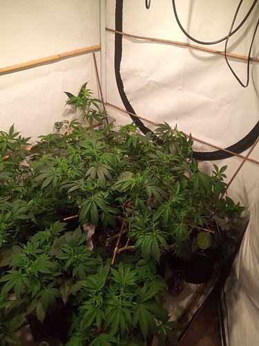 Growreport Bild 10