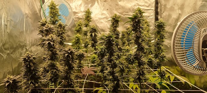 Growreport Bild 56