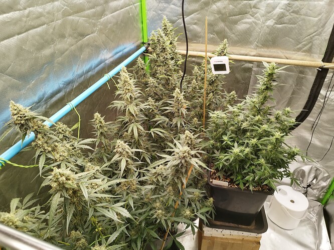 Growreport Bild 5