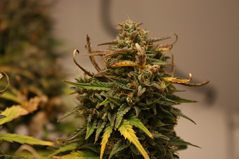 Growreport Bild 21